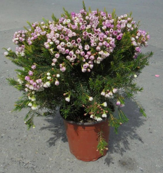 蜡花盆栽怎么养殖