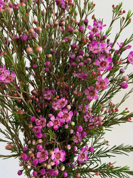蜡花盆栽怎么养殖