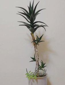 养芦荟有什么好处 详解养芦作用