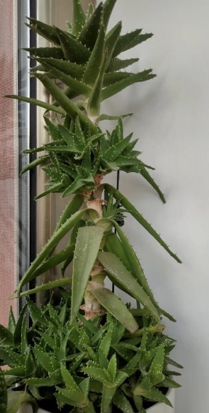 养芦荟有什么好处