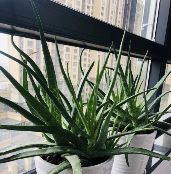 养芦荟有什么好处