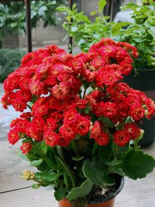 长寿花10月怎么养 详解长寿花10月秋季指南