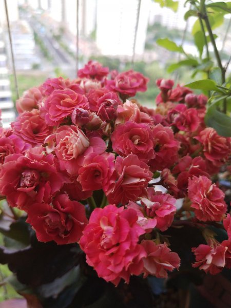 长寿花10月怎么养