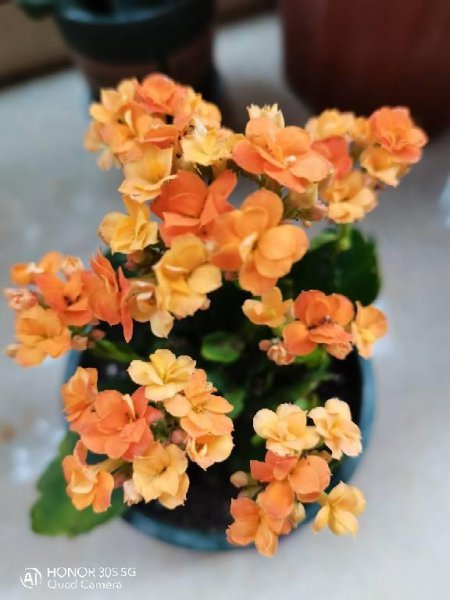 长寿花10月怎么养