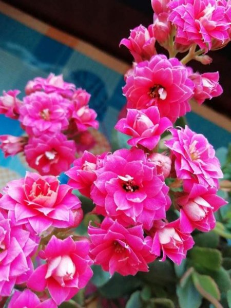 长寿花10月怎么养