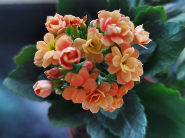 长寿花10月怎么养