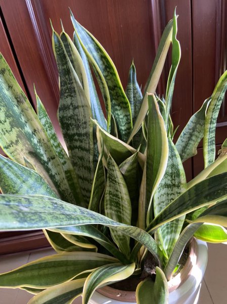 倒春寒会影响植物生长吗