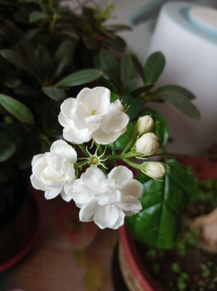 倒春寒会影响植物生长吗
