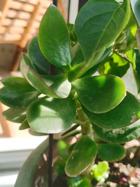 倒春寒会影响植物生长吗