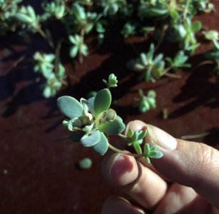 玄灰蝶怎么预防 详解花卉植物天地玄灰蝶预防方法