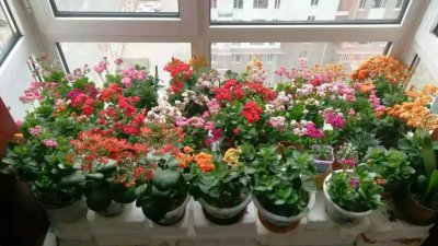 封闭阳台养花布局图片 封闭阳台养花效果图