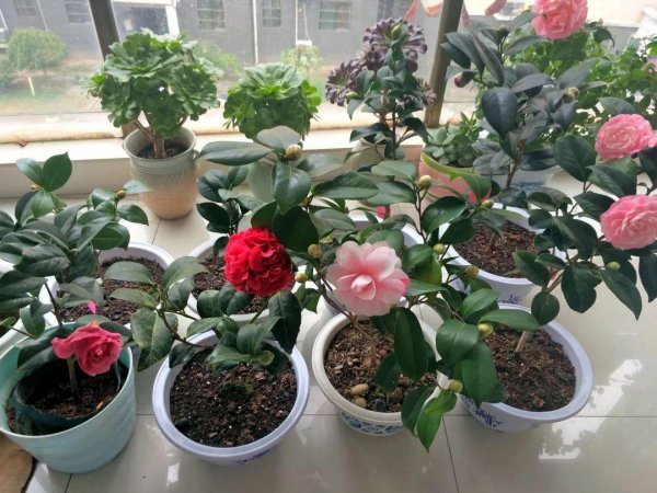封闭阳台养花布局图片