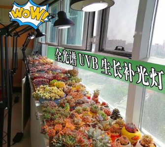 多肉补光灯真的有用吗 多肉补光操作图片及注意事项