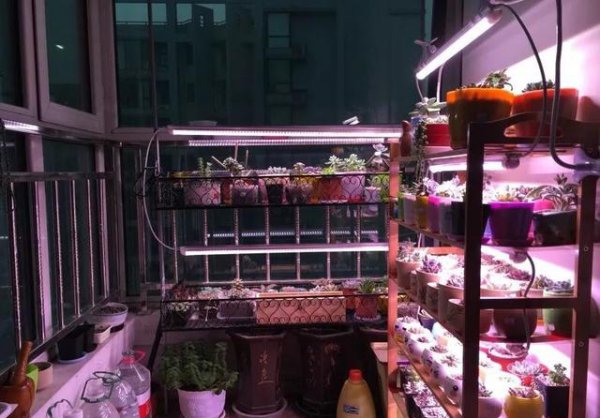 多肉补光灯真的有用吗
