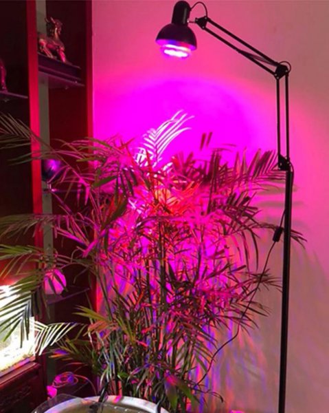 多肉补光灯真的有用吗