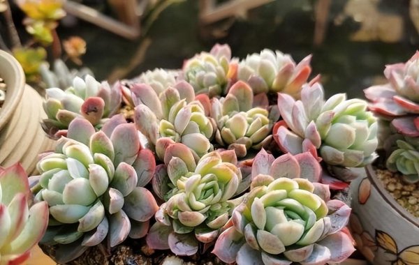 河沙可以养多肉吗