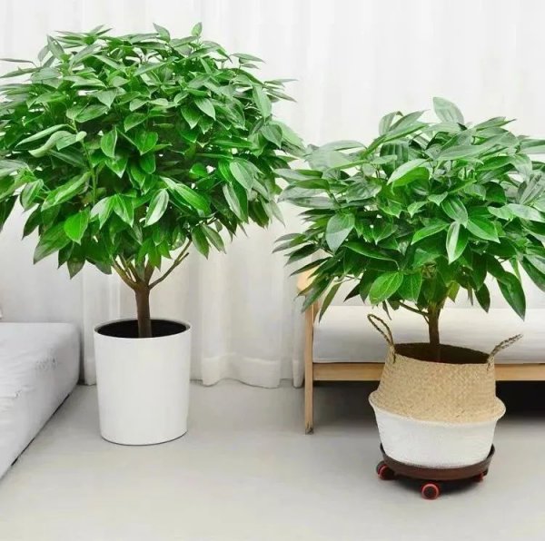 平安树高清盆栽大图欣赏