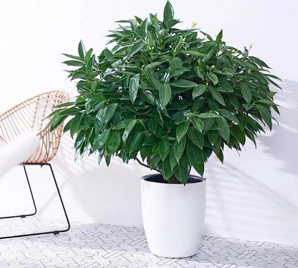 平安树高清盆栽大图欣赏
