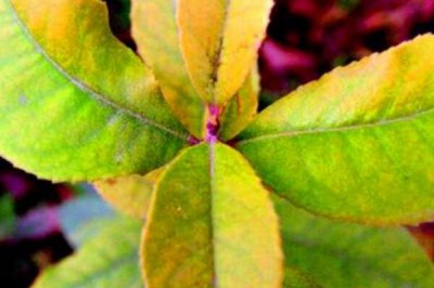 杜鹃花病害有哪些 杜鹃花病害图片大全及防治办法