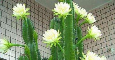 家里养什么的花能让空气好 有关能减少细菌的花卉推荐