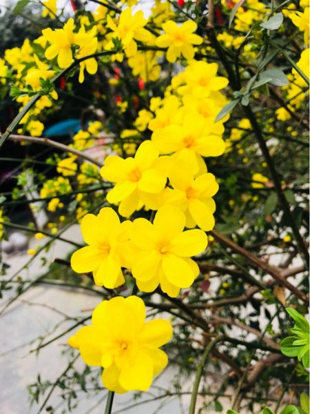 24节气所对应的花卉分别是哪些