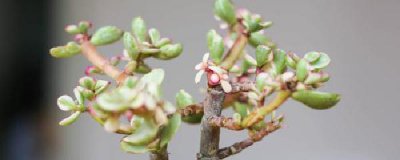多肉植物雅乐之舞怎么养 了解雅乐之舞正确养护方法
