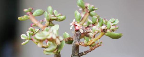 多肉植物雅乐之舞怎么养