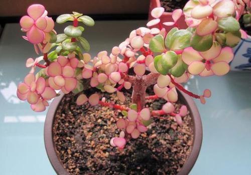多肉植物雅乐之舞怎么养