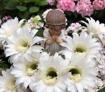 最好养的多浆植物是什么 详解多浆植物仙人球