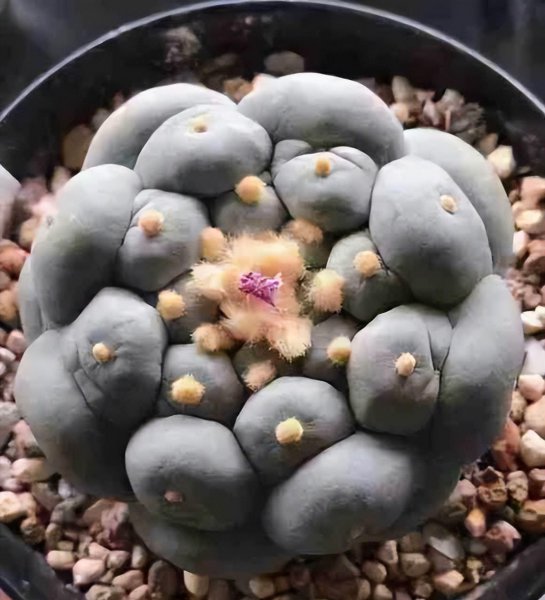 最好养的多浆植物是什么