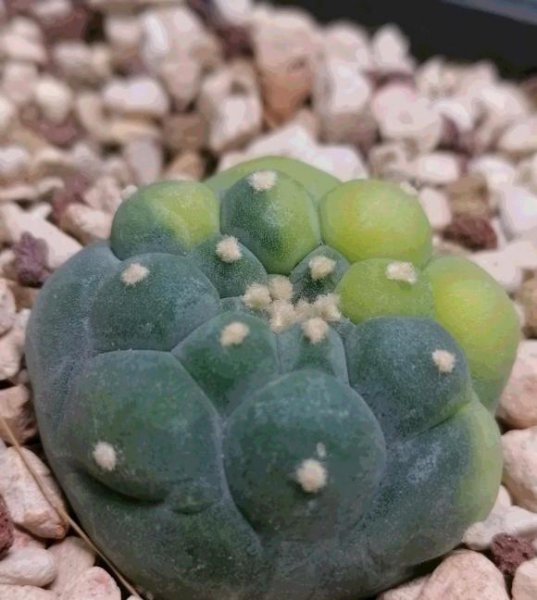 最好养的多浆植物是什么