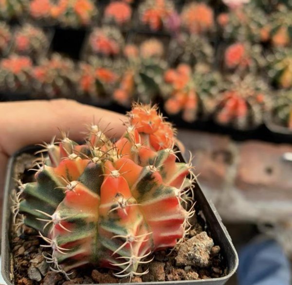 最好养的多浆植物是什么