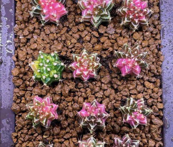 最好养的多浆植物是什么