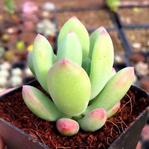 带星的多肉植物有哪些 盘点4种多肉带星名字的植物