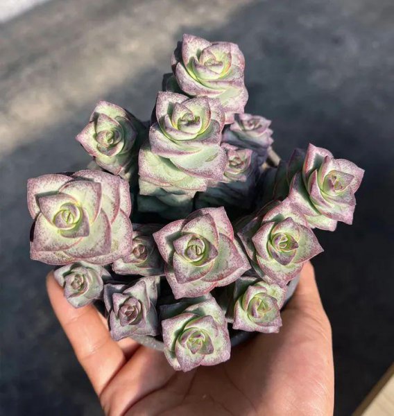 带星的多肉植物有哪些