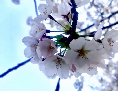 樱花和桃花分不清楚 他们有什么区别呢 有关两者差异介绍