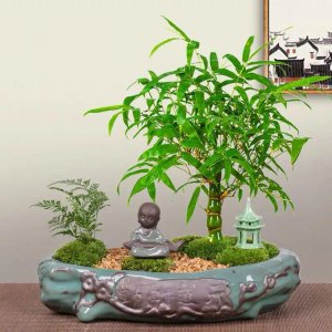 佛肚竹是什么植物 有关佛肚竹习性及价值介绍