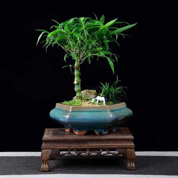 佛肚竹是什么植物
