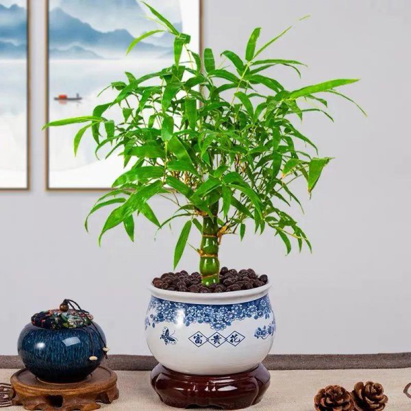 佛肚竹是什么植物