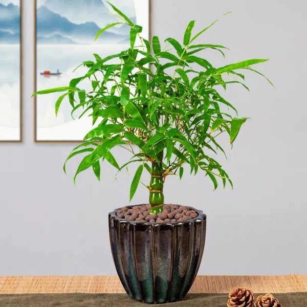 佛肚竹是什么植物