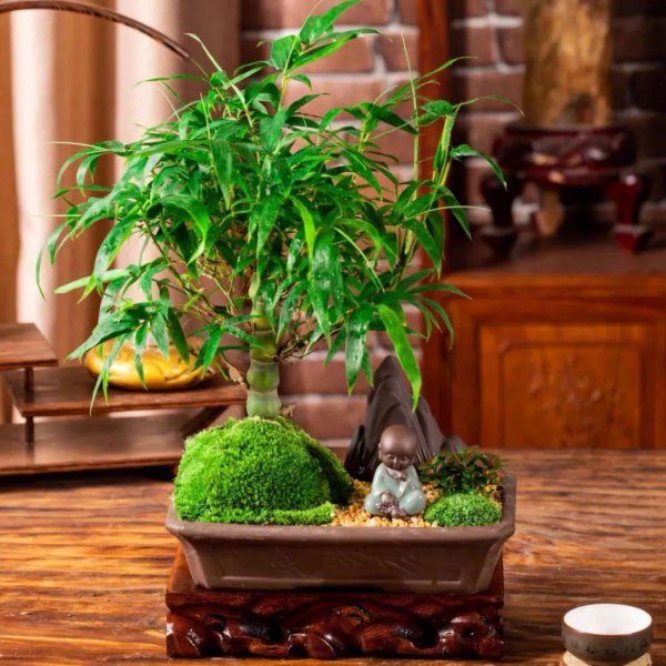 佛肚竹是什么植物