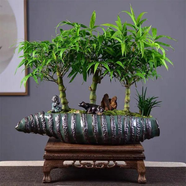 佛肚竹是什么植物