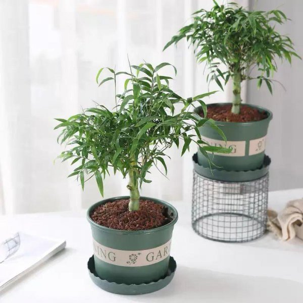 佛肚竹是什么植物