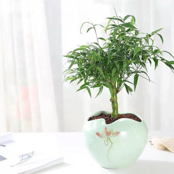 佛肚竹是什么植物