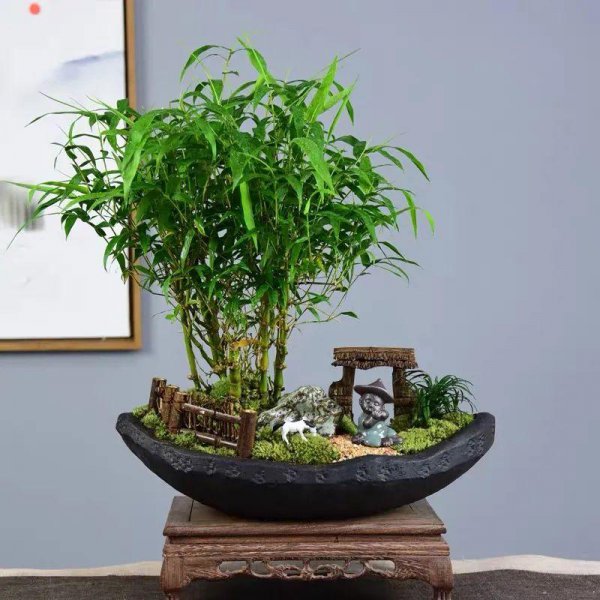 佛肚竹是什么植物