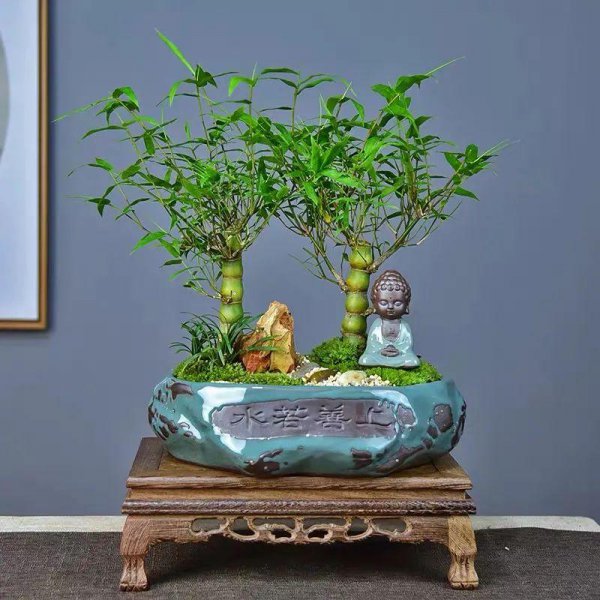 佛肚竹是什么植物