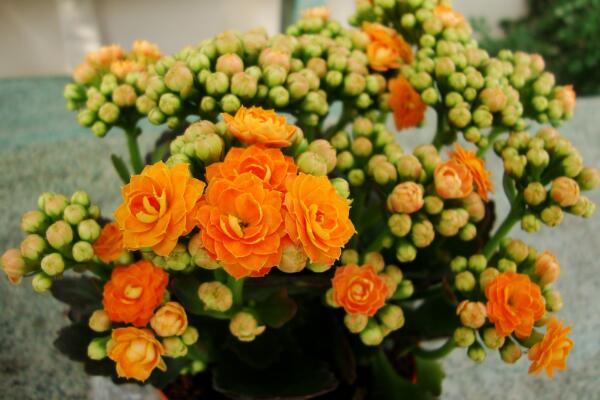 长寿花怎么移栽