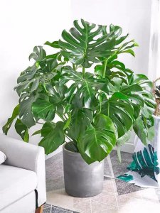 春季喜阴的室内植物花卉有哪些呢 盘点5种春天不宜晒太阳的花卉