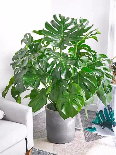 春季喜阴的室内植物花卉有哪些呢