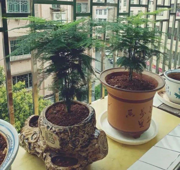春季喜阴的室内植物花卉有哪些呢